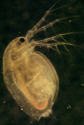 Daphnia (Daphnia) obtusa Kurz 1874的圖片