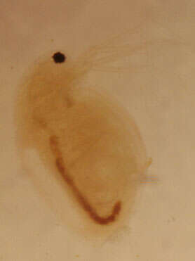 Image of Daphnia (Daphnia) obtusa Kurz 1874