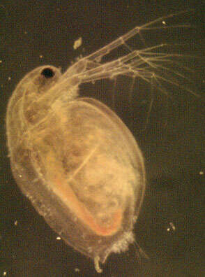 Image of Daphnia (Daphnia) obtusa Kurz 1874