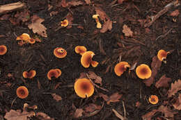 صورة Hygrophoropsis rufa (D. A. Reid) Knudsen 2008