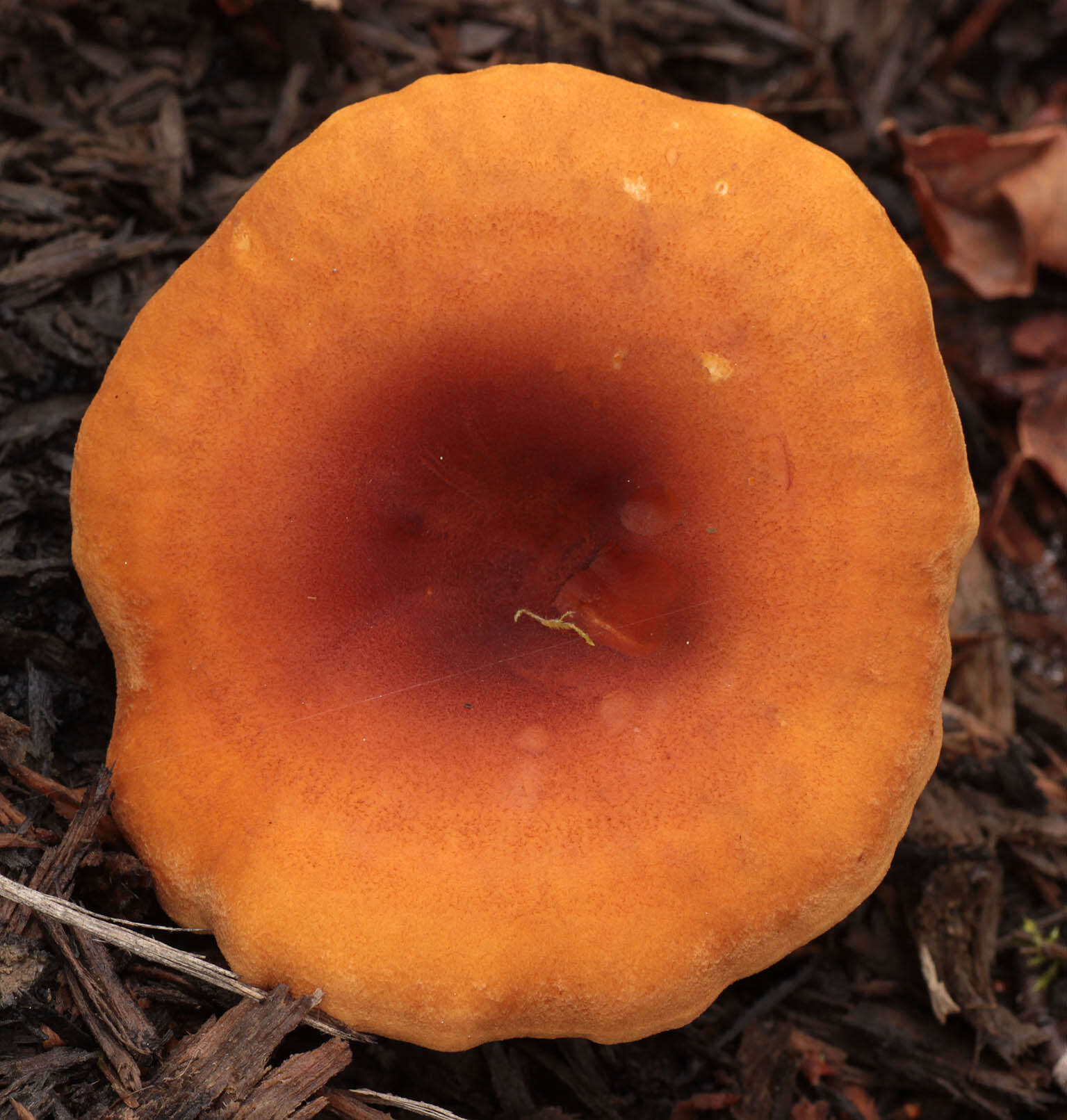 صورة Hygrophoropsis rufa (D. A. Reid) Knudsen 2008