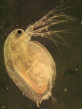 Daphnia (Daphnia) obtusa Kurz 1874的圖片