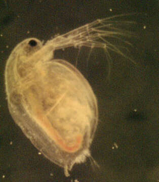 Daphnia (Daphnia) obtusa Kurz 1874 resmi