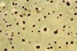 Image de Vouauxiomyces truncatus (B. de Lesd.) Dyko & D. Hawksw. 1979