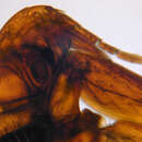 Image of northern rat flea