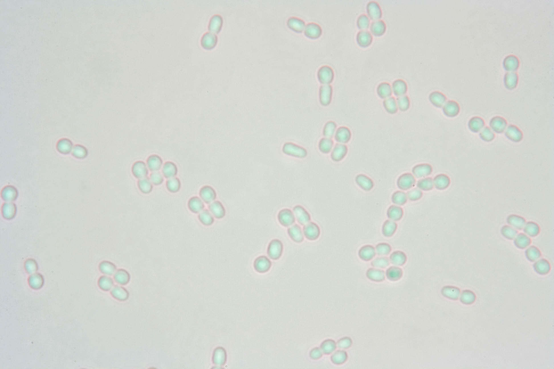 Image of Protocrea farinosa (Berk. & Broome) Petch 1937