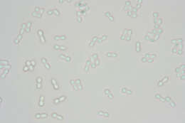 Image de Protocrea farinosa (Berk. & Broome) Petch 1937
