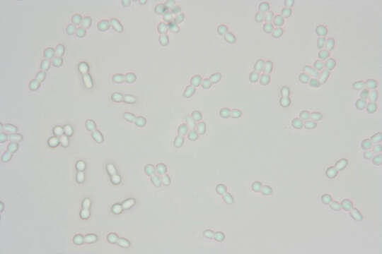 Image de Protocrea farinosa (Berk. & Broome) Petch 1937