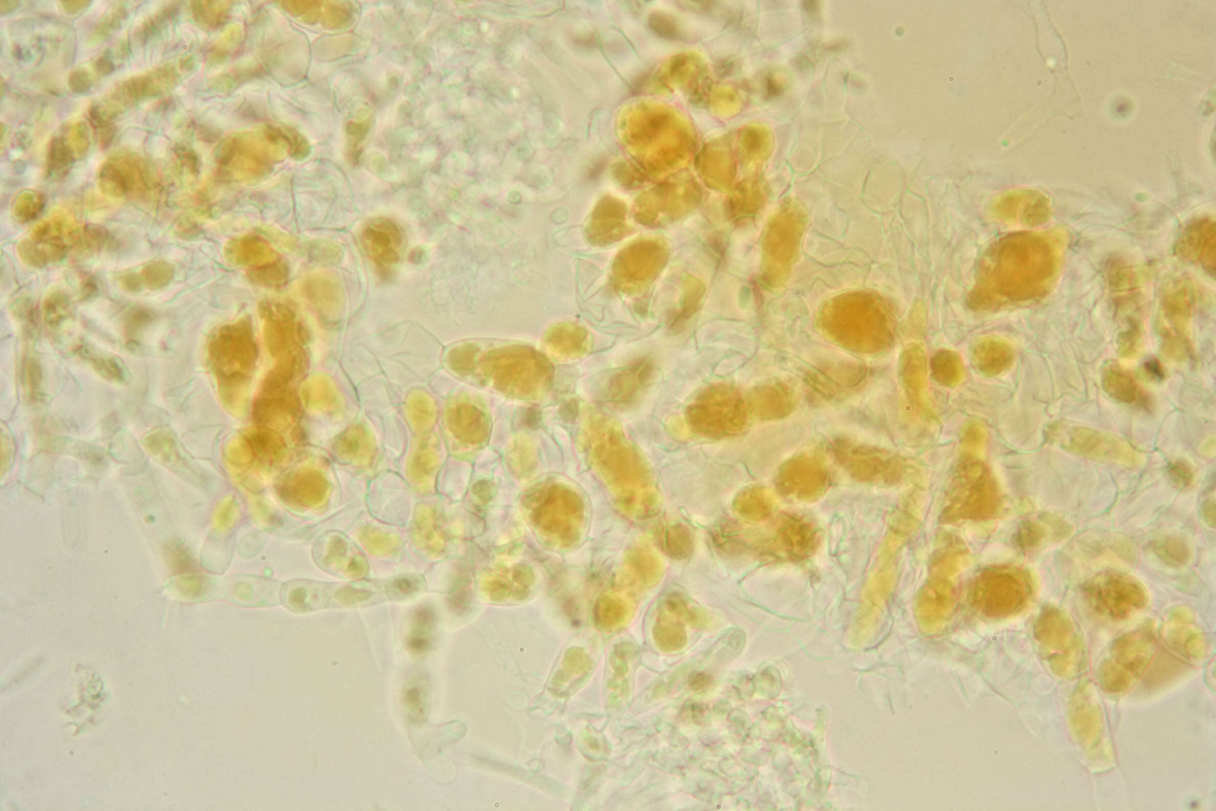 Image of Protocrea farinosa (Berk. & Broome) Petch 1937