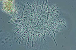 Image of Protocrea farinosa (Berk. & Broome) Petch 1937