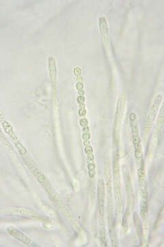 Image de Protocrea farinosa (Berk. & Broome) Petch 1937