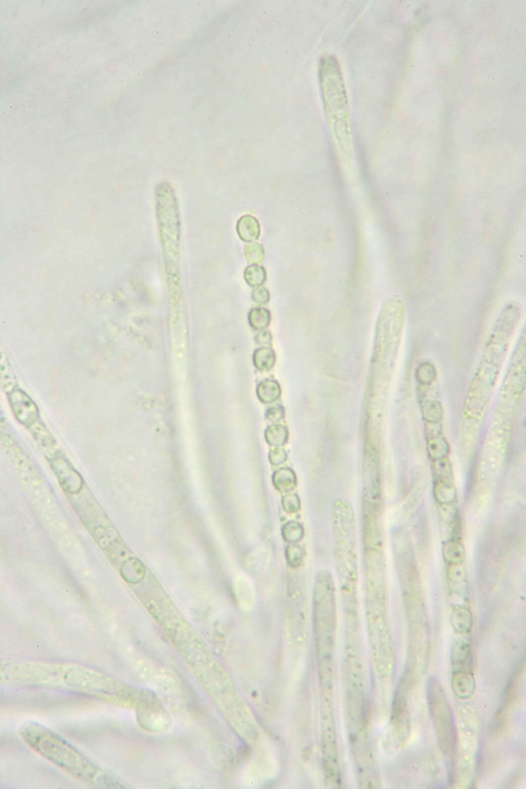 Image de Protocrea farinosa (Berk. & Broome) Petch 1937