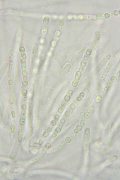 Image of Protocrea farinosa (Berk. & Broome) Petch 1937