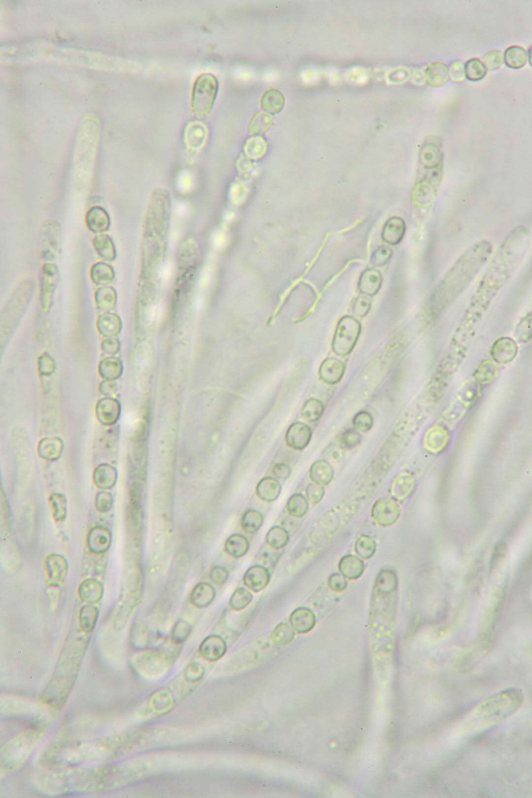 Image de Protocrea farinosa (Berk. & Broome) Petch 1937