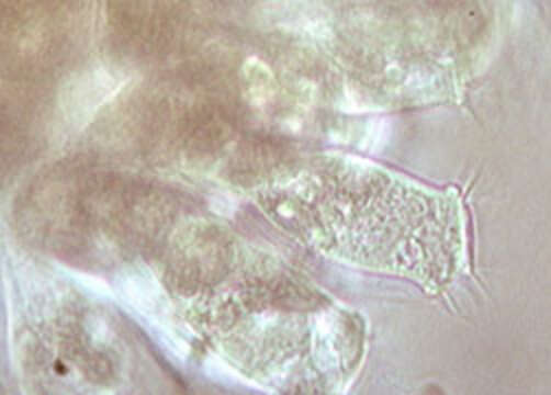 Rhabdostyla Kent 1881 resmi