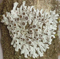 Image of rosette lichen