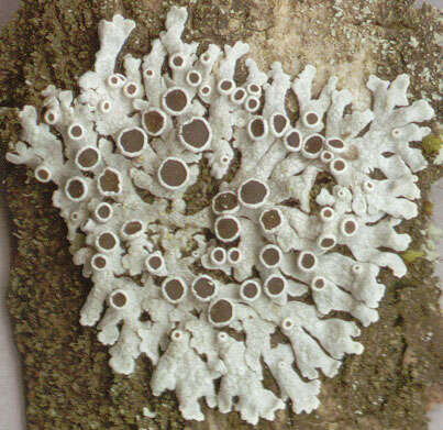 Image of rosette lichen