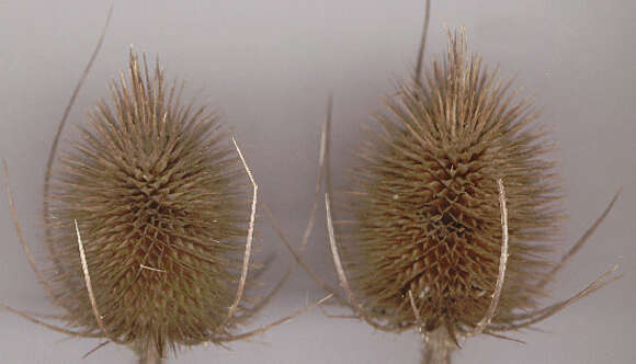 Image of Fuller's teasel