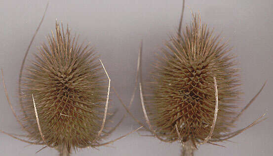 Dipsacus fullonum L.的圖片