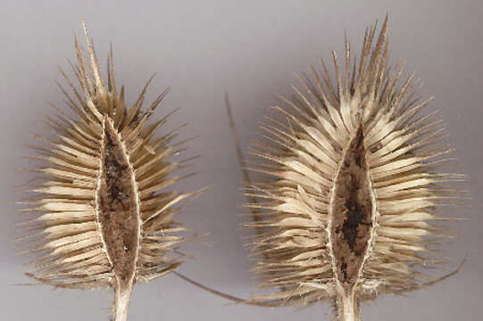 Image of Fuller's teasel