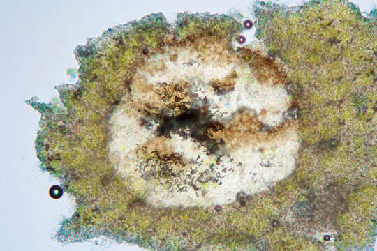 Image de Vouauxiomyces truncatus (B. de Lesd.) Dyko & D. Hawksw. 1979