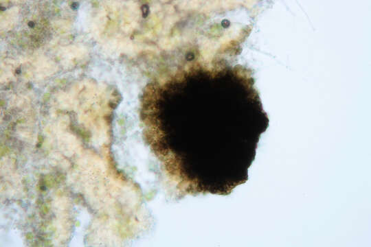 Image of Vouauxiomyces truncatus (B. de Lesd.) Dyko & D. Hawksw. 1979