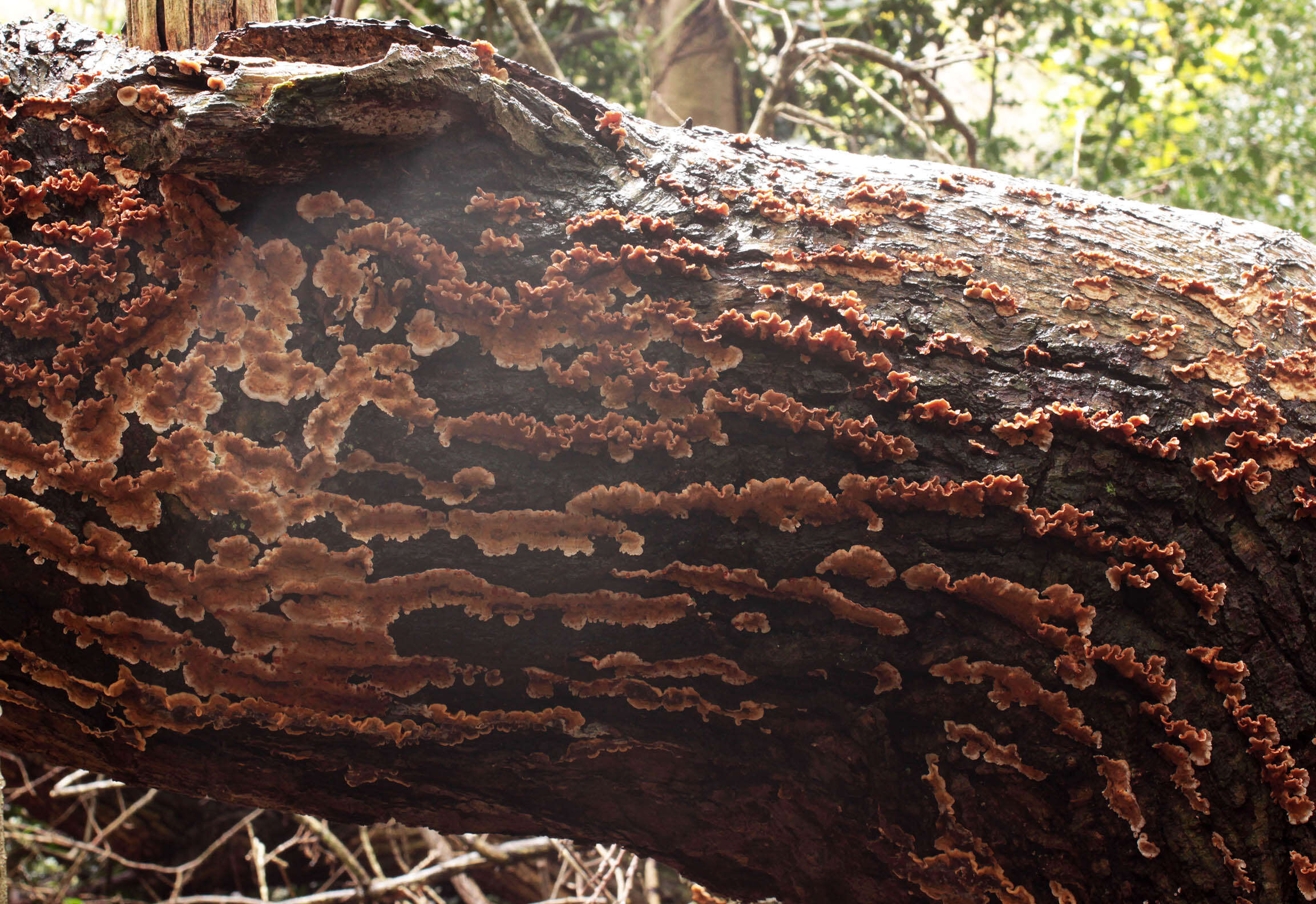 Stereum gausapatum (Fr.) Fr. 1874 resmi