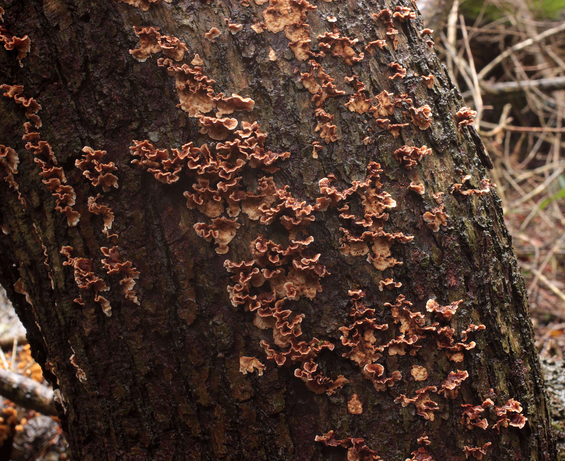 Stereum gausapatum (Fr.) Fr. 1874 resmi