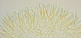 Image of Dasyscyphella