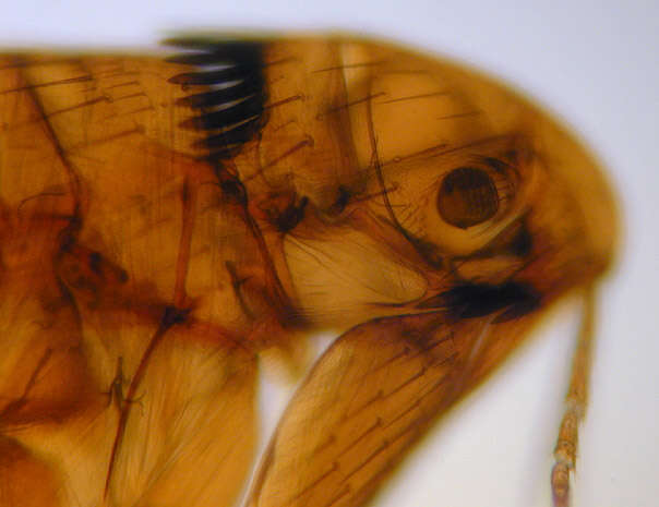 Image of rodent flea