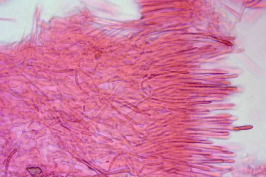 Слика од Dasyscyphella