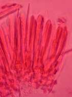 Image of Dasyscyphella