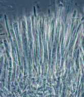 Image of Dasyscyphella