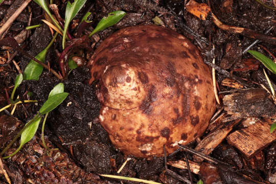 Image of Collared Earthstar