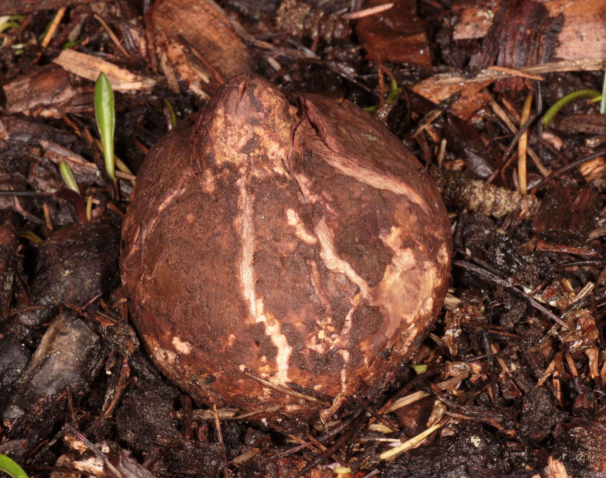 Image of Collared Earthstar