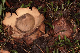 Image of Collared Earthstar