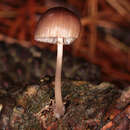 Image of Mycena seynii Quél. 1877