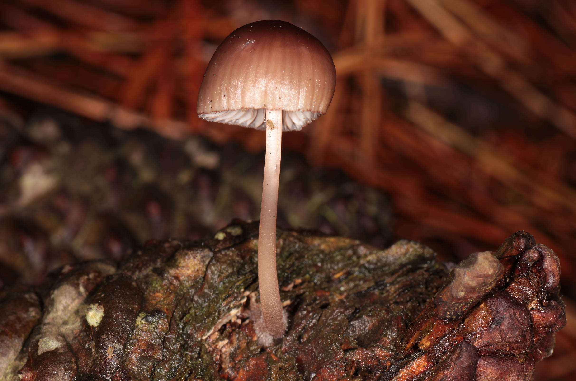 Image of Mycena seynii Quél. 1877