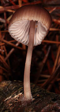 Image of Mycena seynii Quél. 1877