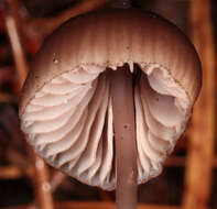 Image of Mycena seynii Quél. 1877