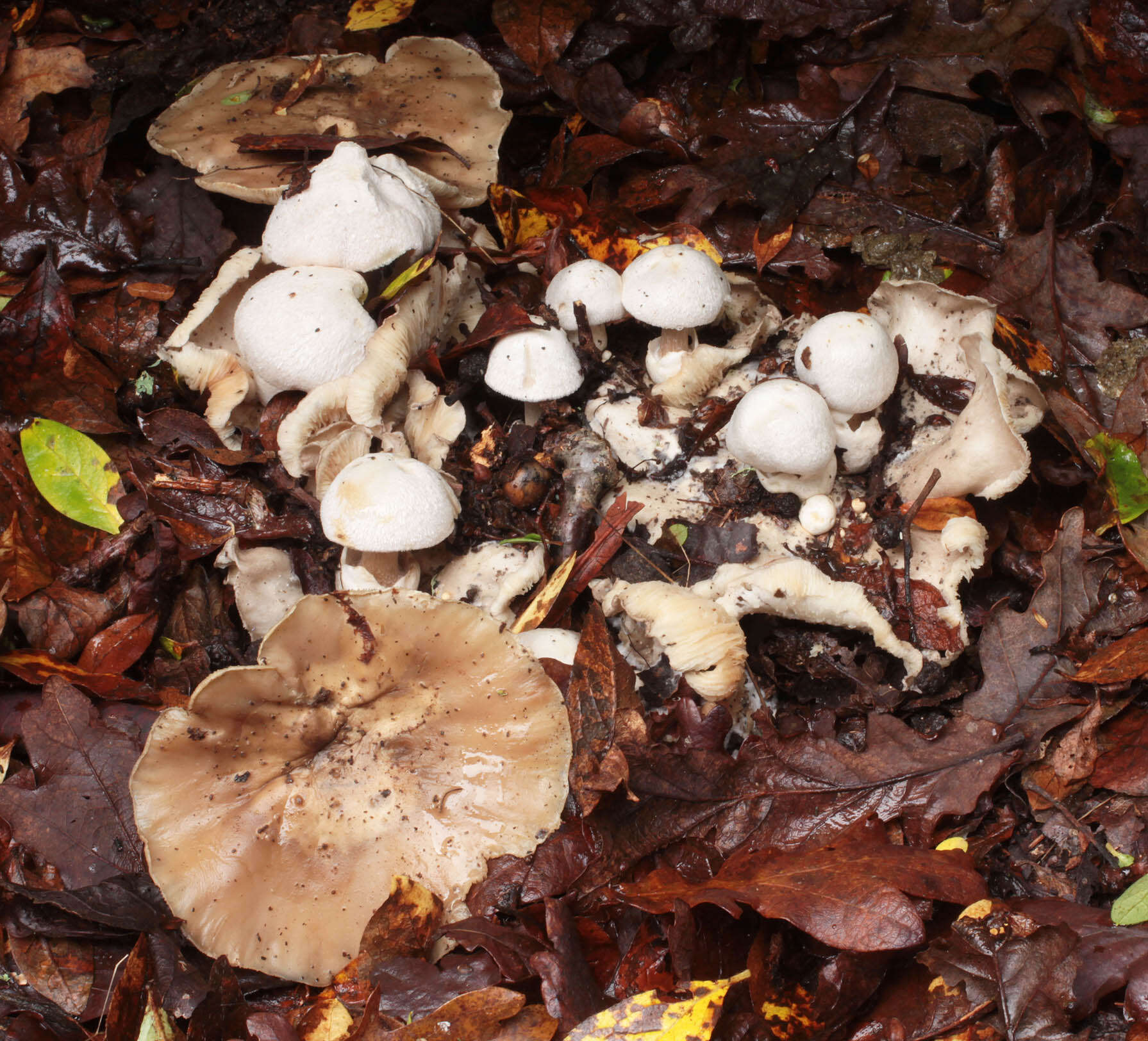 Image of Volvariella surrecta (Knapp) Singer 1951