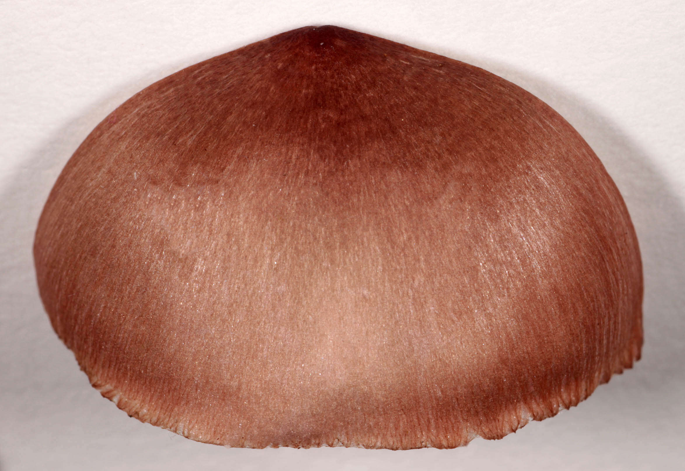 Image of Mycena seynii Quél. 1877