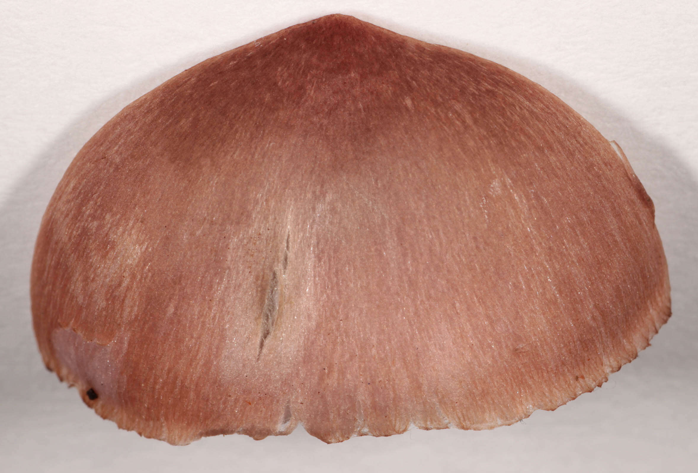 Image of Mycena seynii Quél. 1877