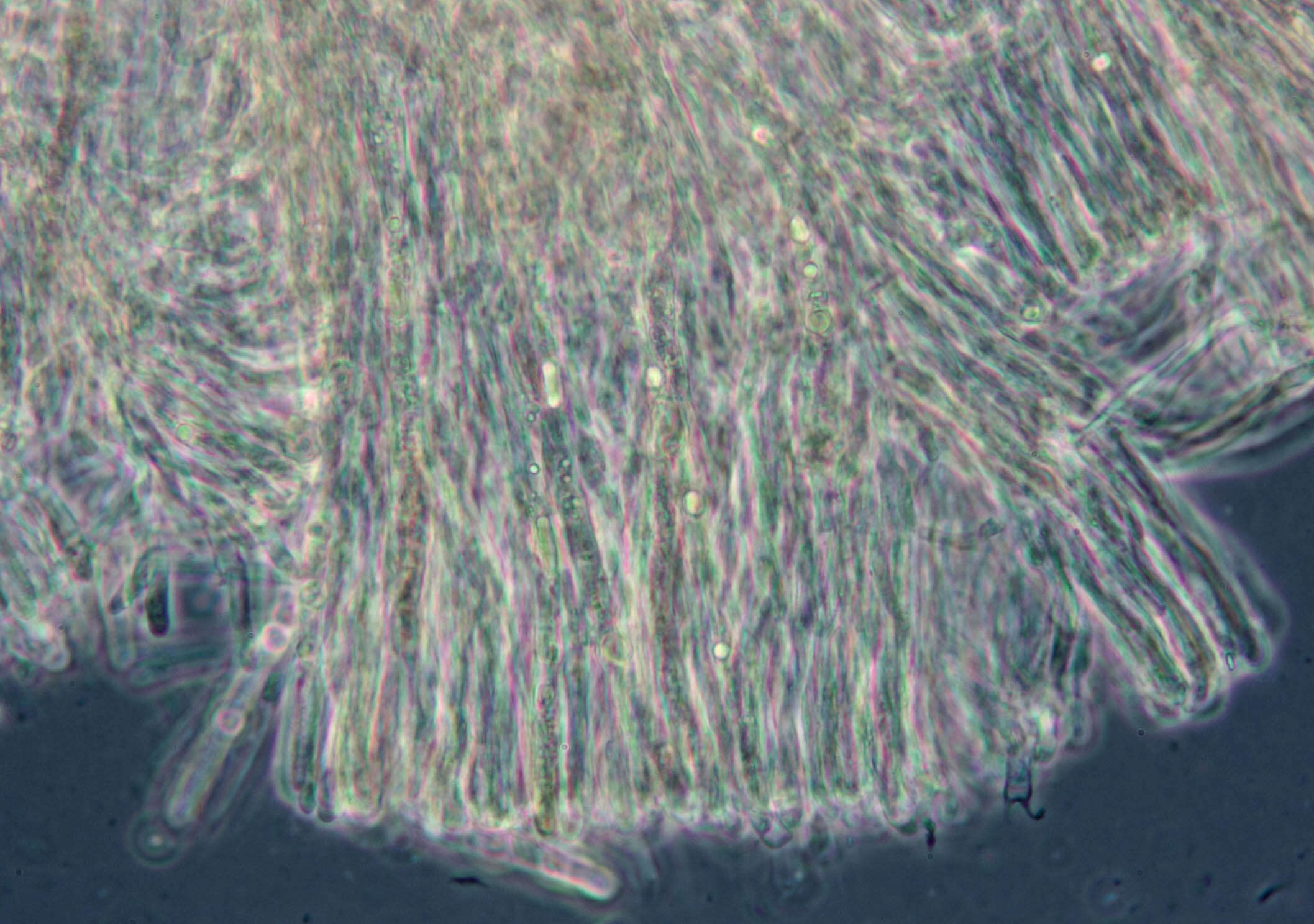 Stereum gausapatum (Fr.) Fr. 1874 resmi