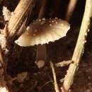 Image of Mycena chlorantha (Fr.) P. Kumm. 1871