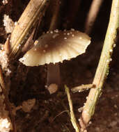 Sivun Mycena chlorantha (Fr.) P. Kumm. 1871 kuva