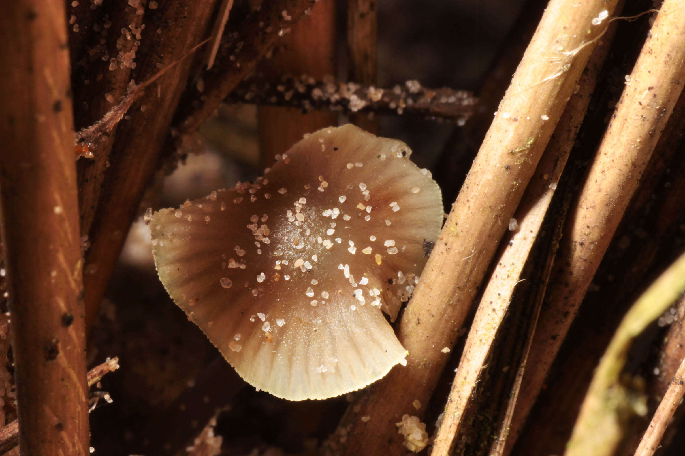 Image of Mycena chlorantha (Fr.) P. Kumm. 1871