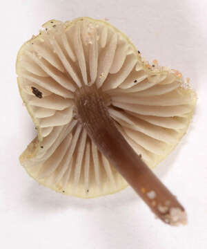 Mycena chlorantha (Fr.) P. Kumm. 1871 resmi