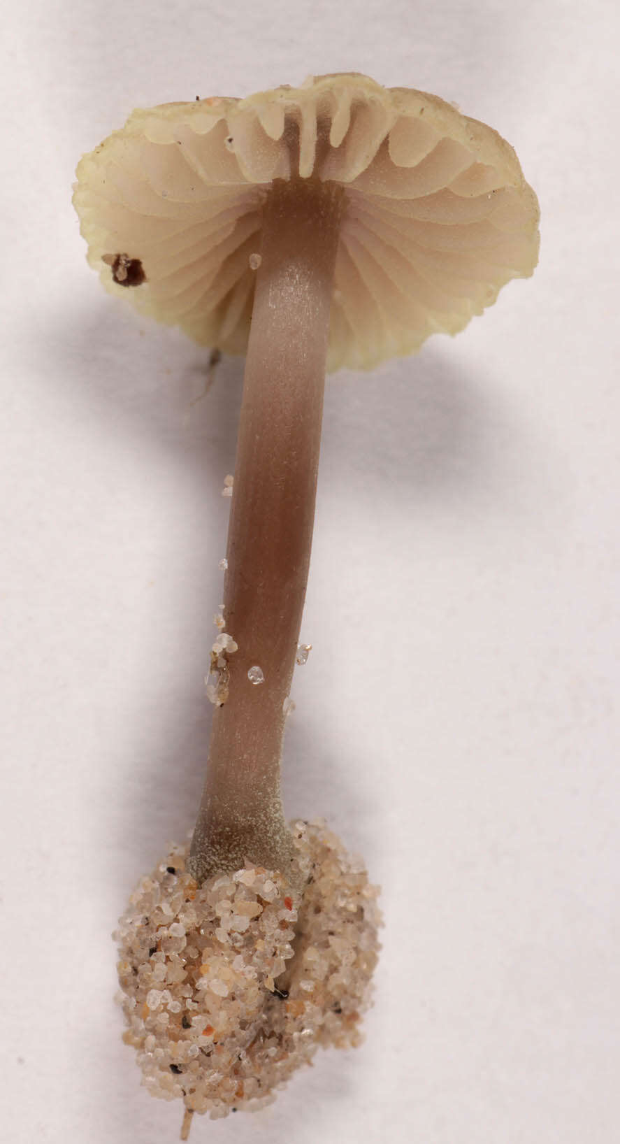 Sivun Mycena chlorantha (Fr.) P. Kumm. 1871 kuva