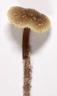 Sivun Mycena chlorantha (Fr.) P. Kumm. 1871 kuva